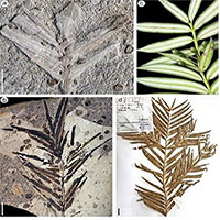 Phát hiện hóa thạch thực vật 160 triệu năm tuổi