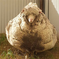 Làm thế nào cừu giải quyết bộ lông của nó nếu không được cắt bởi con người?