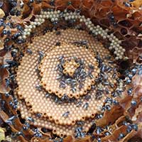 Loài ong xây tổ theo cấu trúc tinh thể?