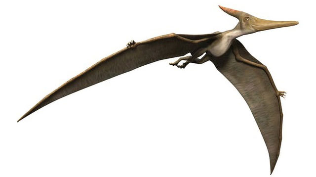 Dực long không phải là khủng long mà là bò sát biết bay.