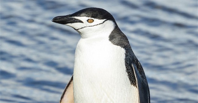 Ở Nam Cực, có loài chim cánh cụt "đại tiện" ra đường phân dài tới 1,34 mét