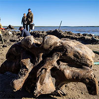 Tìm thấy xương voi ma mút dính mô mềm 10.000 năm tuổi ở Bắc Cực