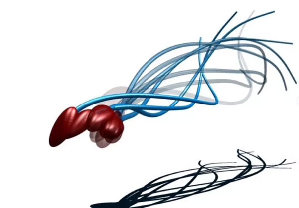 Phát hiện mới về cách hoạt động của tinh trùng, đánh đổ quan niệm sai lầm suốt 300 năm nay