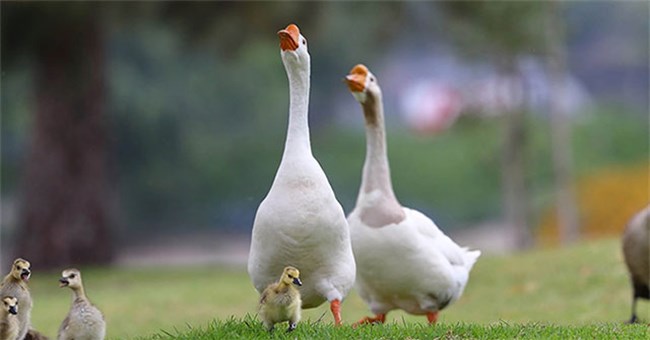 Tại sao ngỗng có thể canh nhà thay chó?
