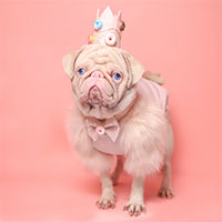 Chú chó có bộ lông màu hồng bẩm sinh hiếm hoi trên thế giới