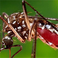 Campuchia : Hơn 1.000 người mắc "dịch bệnh bí ẩn" Chikungunya