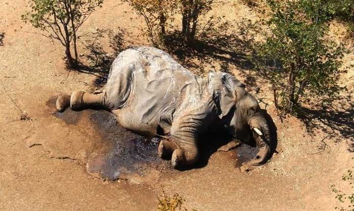 Nguyên nhân ban đầu về cái chết bí ẩn của hàng trăm con voi ở Botswana