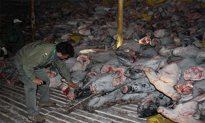 Đội tàu cá Trung Quốc 