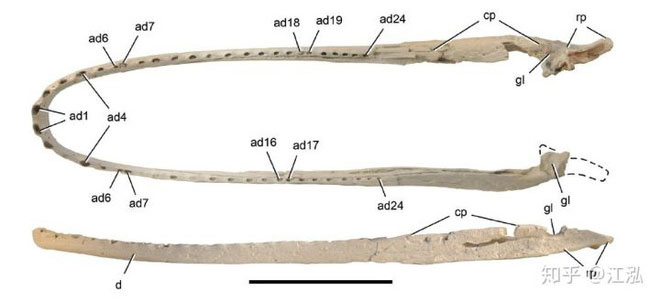 Stomatosuchus inermis: Loài cá sấu cổ đại có thể 