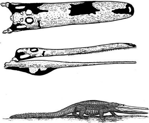 Stomatosuchus inermis: Loài cá sấu cổ đại có thể 
