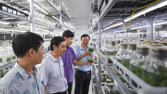 Lan đột biến là gì? Có nhân giống nuôi cấy mô được không?