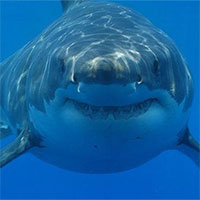 Bí ẩn cá mập có “giác quan thứ sáu” sống gần núi lửa dưới đại dương