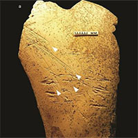 Phát hiện công cụ 500.000 năm tuổi bằng xương ngựa