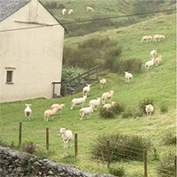 Hiện tượng kỳ lạ: Hàng trăm con cừu đứng bất động như bị thôi miên