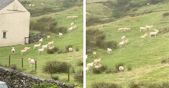 Hiện tượng kỳ lạ: Hàng trăm con cừu đứng bất động như bị thôi miên