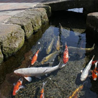 Chứng minh độ sạch của cống rãnh, Nhật Bản nuôi cá Koi thành từng đàn dưới làn nước cống trong vắt