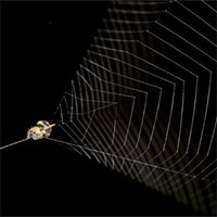 Loài nhện “súng cao su” kỳ lạ có tốc độ nhanh gấp 100 lần báo săn