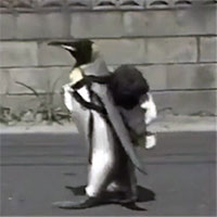 Chú chim cánh cụt đáng yêu nhất "Hệ Mặt trời", tự mang balo đi chợ mua cá
