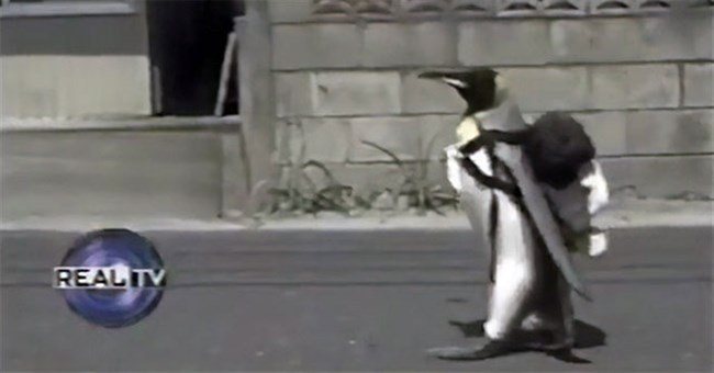 Chú chim cánh cụt đáng yêu nhất "Hệ Mặt trời", tự mang balo đi chợ mua cá