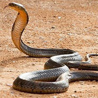 Nọc độc của rắn hổ mang chúa mạnh như thế nào?