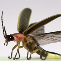 Chiêm ngưỡng video quay chậm côn trùng ở 3.200 khung hình/giây
