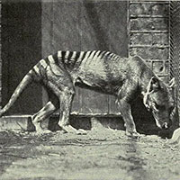 Giải mã bí mật về hổ Tasmania đã tuyệt chủng