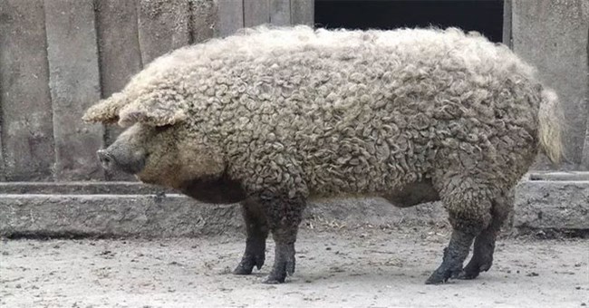 Thịt từ loại lợn có lông xù như lông cừu đắt hàng như tôm tươi nhờ hương vị cực đậm đà và mềm mịn