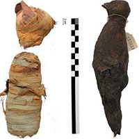 Bí ẩn các xác ướp động vật Ai Cập cổ đại