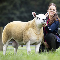 Con cừu đắt nhất thế giới, giá gần 11,4 tỷ đồng có gì đặc biệt?