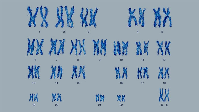 Tại sao hầu hết loài người lại có 23 cặp nhiễm sắc thể?