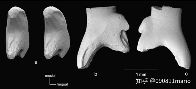 Tìm thấy dấu vết của động vật có vú trên hóa thạch của loài khủng long Mamenchisaurus