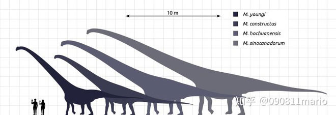 Tìm thấy dấu vết của động vật có vú trên hóa thạch của loài khủng long Mamenchisaurus