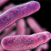 7 loại vi khuẩn phổ biến gây ngộ độc