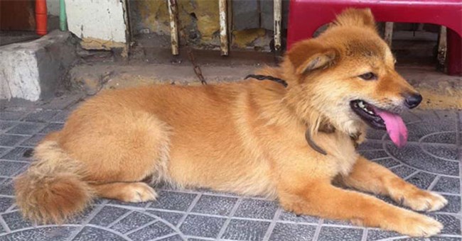 "Tứ đại quốc khuyển" của Việt Nam gồm những giống chó quý hiếm nào?