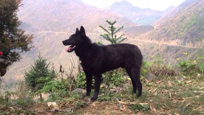 Chó Mông Cộc sinh sống rải rác ở vùng núi phía Tây Bắc của nước ta. 