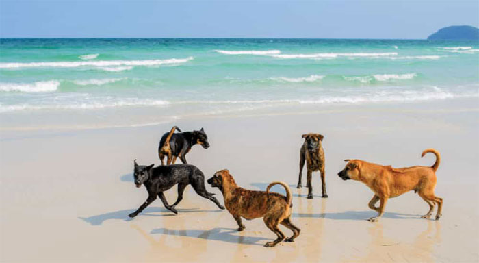 Chó Phú Quốc xuất hiện từ khá lâu, khoảng 400 năm trước tại đảo Phú Quốc.
