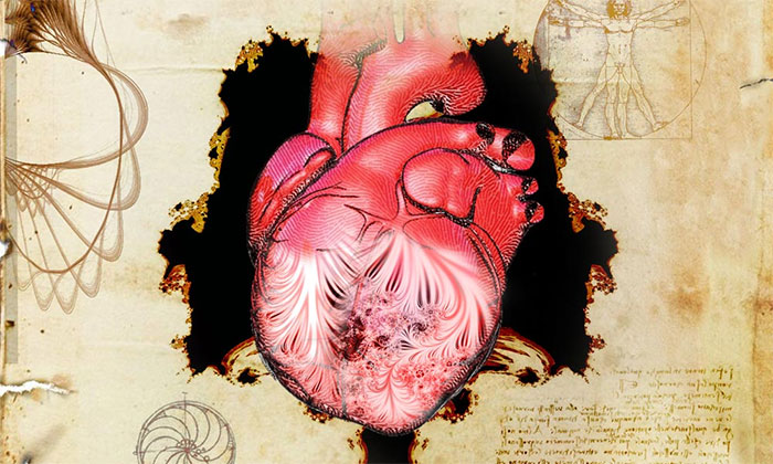 Hình ảnh quả tim và dải cơ được mô tả lần đầu bởi Leonardo da Vinci.