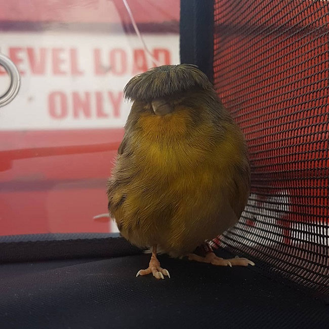 Gloster Canary: Loài chim kỳ lạ sở hữu 