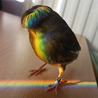 Gloster Canary: Loài chim kỳ lạ sở hữu "quả đầu moi" cực chất