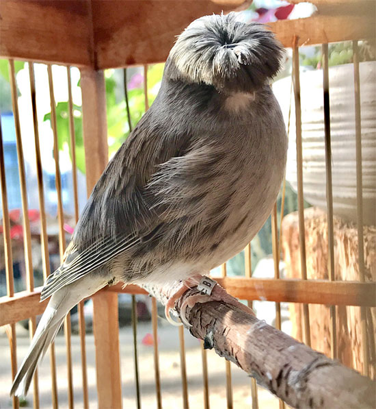 Gloster Canary: Loài chim kỳ lạ sở hữu 
