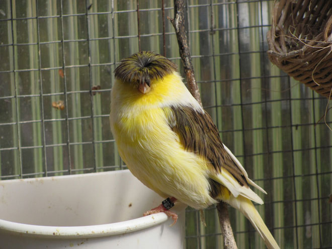 Gloster Canary: Loài chim kỳ lạ sở hữu 