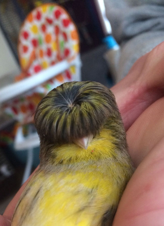 Gloster Canary: Loài chim kỳ lạ sở hữu 