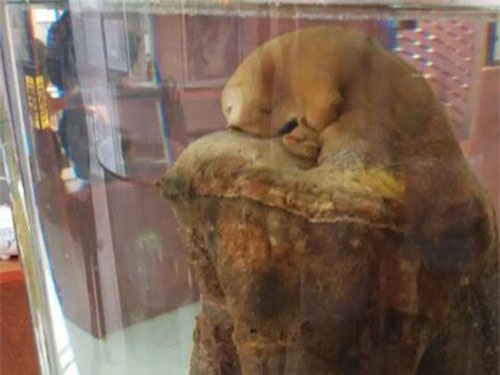 Nhặt được cục gỗ lạ, chàng trai bất ngờ trở thành tỷ phú