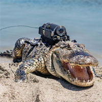 Đây là cách người ta gắn camera lên cơ thể động vật để quay phim tài liệu