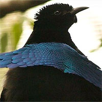 Loài chim này có bộ lông đen đến mức căng mắt cũng không nhìn thấy được gì