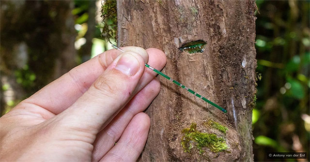Trồng cây ưa niken để khai thác niken, công nghệ mới còn ít người quan tâm