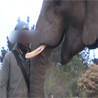 Lần đầu phát hiện voi cũng ngáp như người