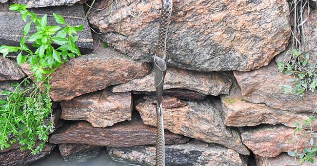 Hai con rắn và một con cá cắn đuôi nhau lơ lửng suốt 30 phút: Chúng đang làm gì?