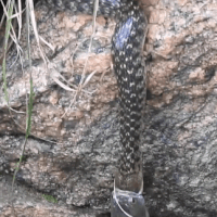 Hai con rắn và một con cá cắn đuôi nhau lơ lửng suốt 30 phút: Chúng đang làm gì?