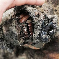 Tìm thấy xác gấu hang động còn nguyên mô mềm sau 39.000 năm